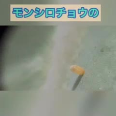 チョウのたまご（２）